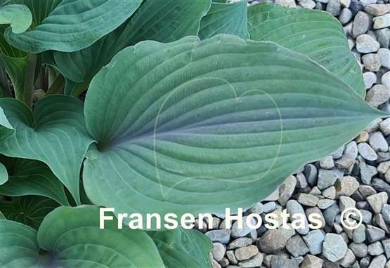 Hosta Jane's Blush